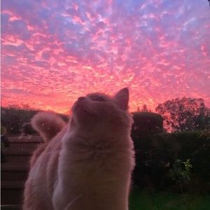 Meet your Posher, Nevaji